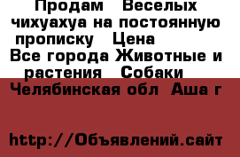 Продам.  Веселых чихуахуа на постоянную прописку › Цена ­ 8 000 - Все города Животные и растения » Собаки   . Челябинская обл.,Аша г.